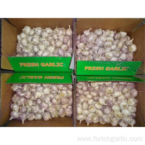 Hot Sale Fresh Garlic